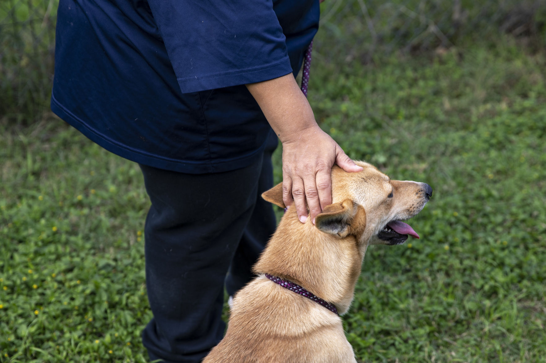 Victoria Animal Control